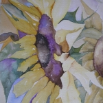 Zonnebloem