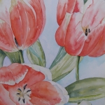 Tulpen