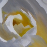 Yellow rose