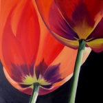 Tulpen 6