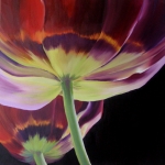 Tulpen 7