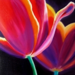Tulpen 8