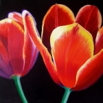 Tulpen 9
