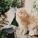 Two Cats Two Cats