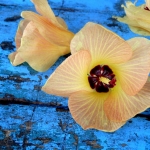 Divine colors