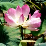 Lotus flower