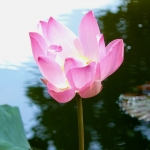 Lotus flower
