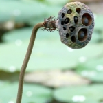 Lotus flower