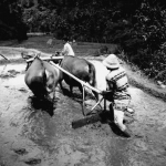 Bali 2003