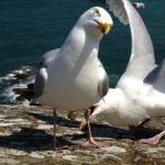 Mouettes