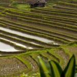 Rice-paradise