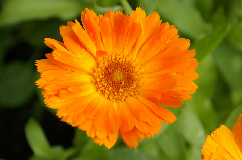 Goudsbloem