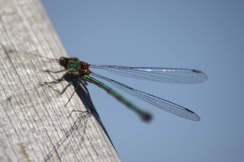 Libelle