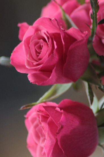 Oud roze