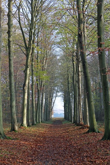 Laantje