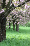 Diverse foto's van prachtige bomen