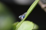 Macro fotografie blijft leuk. Wel is het vaak een kwestie van geduld en ook een beetje geluk hebben om een vlieg, wesp of vlinder goed op de foto te krijgen