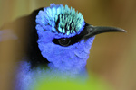 In deze groep een kleine greep uit mijn verzameling vogelfoto's.