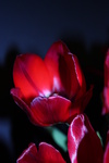 Onder andere echte bloemen met een andere achtergrond, maar ook andere voorwerpen op een creatieve manier vastgelegd.