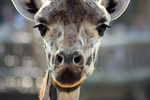 Diverse dieren