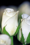 Diverse Rozen