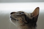Het fotograferen van huisdieren is een erg leuke bezigheid. De foto's in deze categorie zijn bij diverse mensen thuis gemaakt. Met toestemming van deze personen staan ze op deze site. Heeft u ook interesse om uw huisdier te laten fotograferen? Neem even contact op via e-mail: mooijekind@kpnplanet.nl