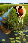 Hier staan een aantal schilderijen,sommigen recent, anderen ouder maar ze geven een beeld van het repertoire. In het naaste verleden speelde vaak een koe een rol in het schilderij. Echter in zijn meest recente werk zijn de landschappen leeg. Soms maakt Hans Parlevliet stillevens,waarin haast altijd porcelein,fruit en een wit laken voorkomt.