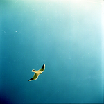 OVERVIEW OF DIFFERENT TYPES OF ANALOGUE PHOTOGRAPHY BY MARJAN BUNING
