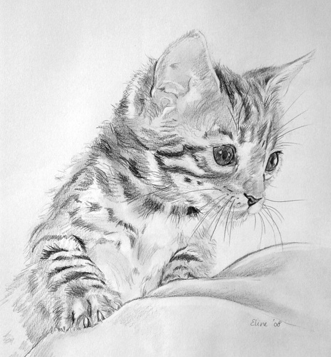 Bengaal kitten