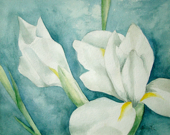 witte iris