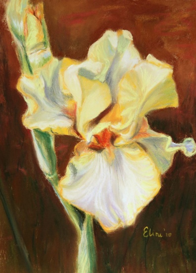 gele iris