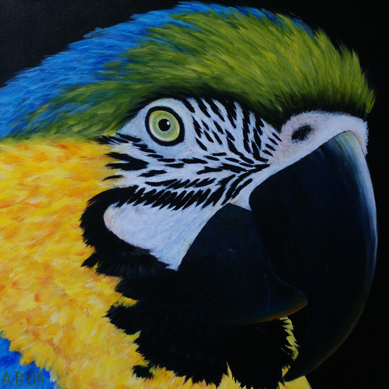 PAPEGAAI PORTRET