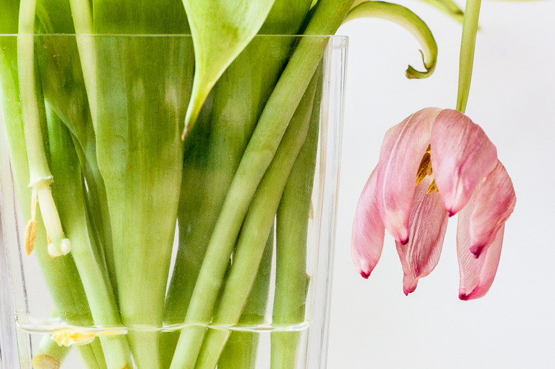 Tulp (1) kleur