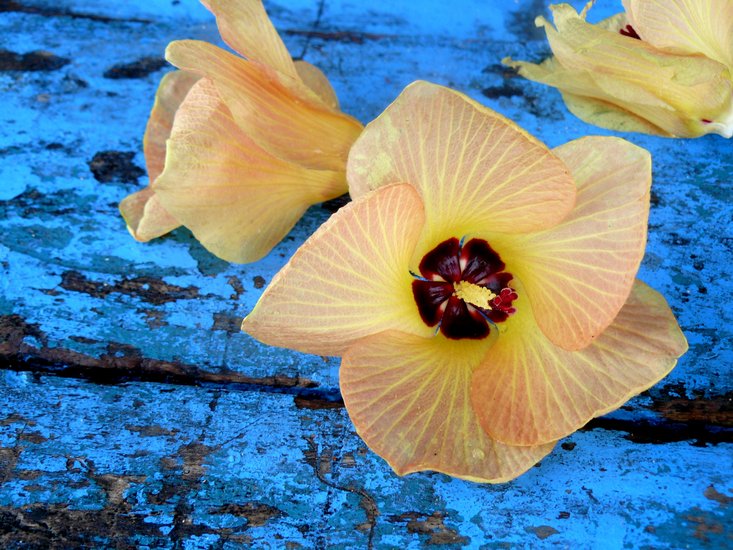 Divine colors