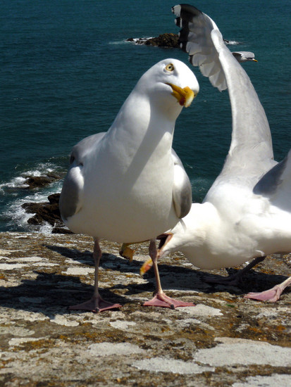 Mouettes